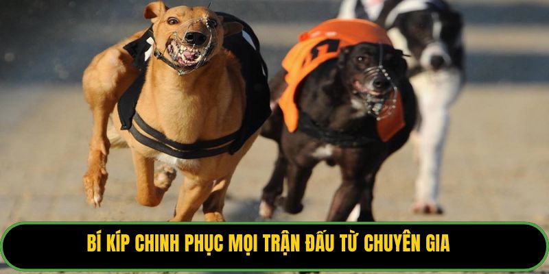 Bí kíp chinh phục mọi trận đấu từ chuyên gia
