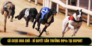 Cá Cược Đua Chó