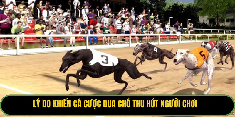 Lý do khiến cá cược đua chó thu hút người chơi