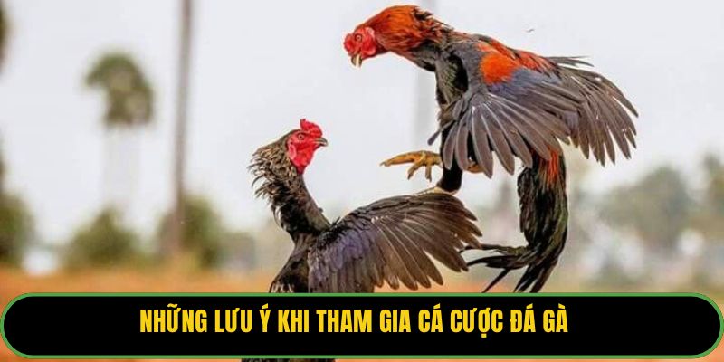 Những lưu ý khi tham gia cá cược đá gà
